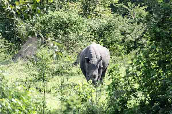 Rinoceronte Blanco - reserva de Ziwa - Uganda 01.jpg